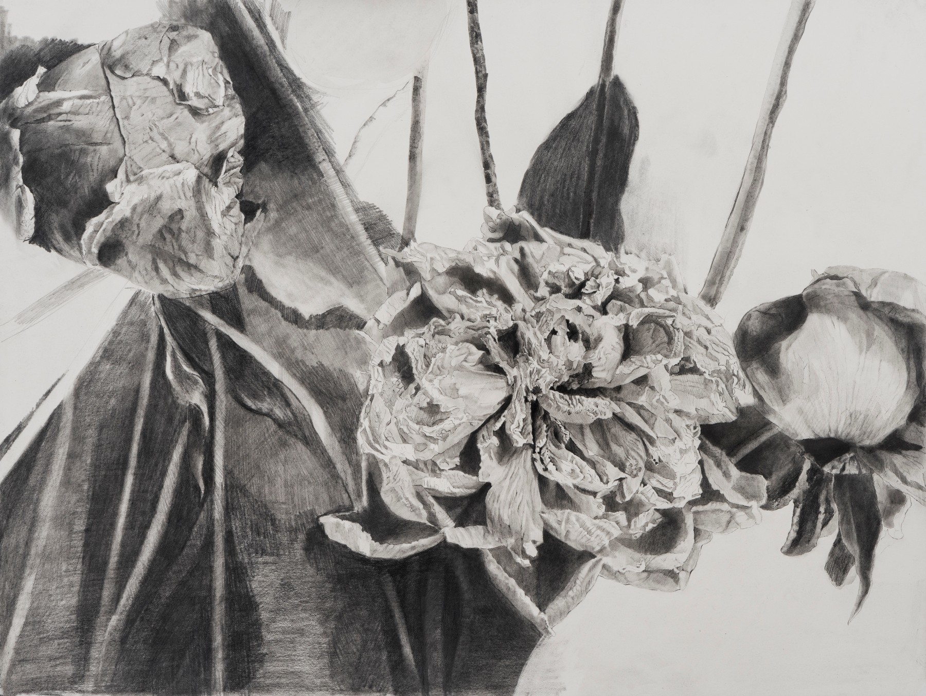 Dead Flowers, graphite on paper, 18 x 24 in, JR036