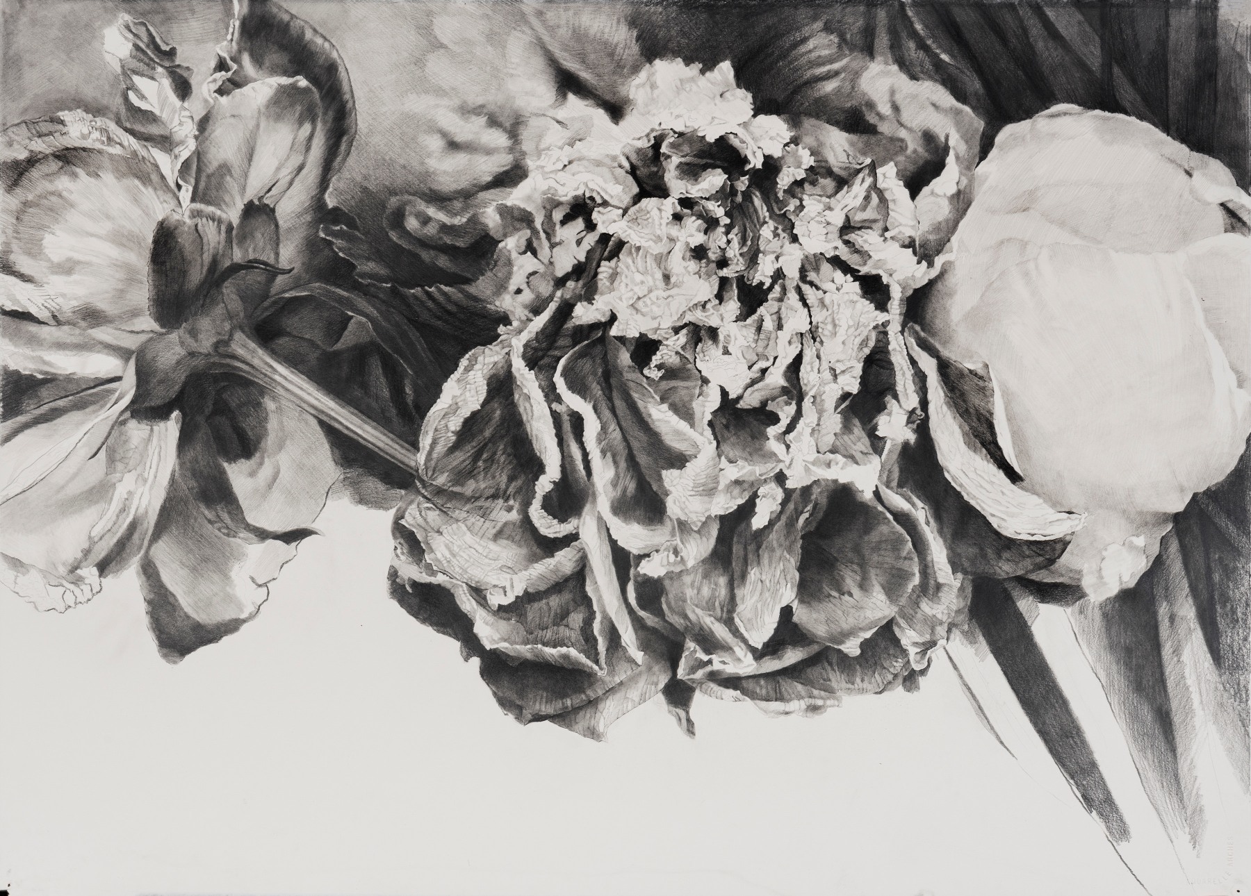 Dead Flowers 1, graphite on paper, 26 1/4 x 36 in, JR037