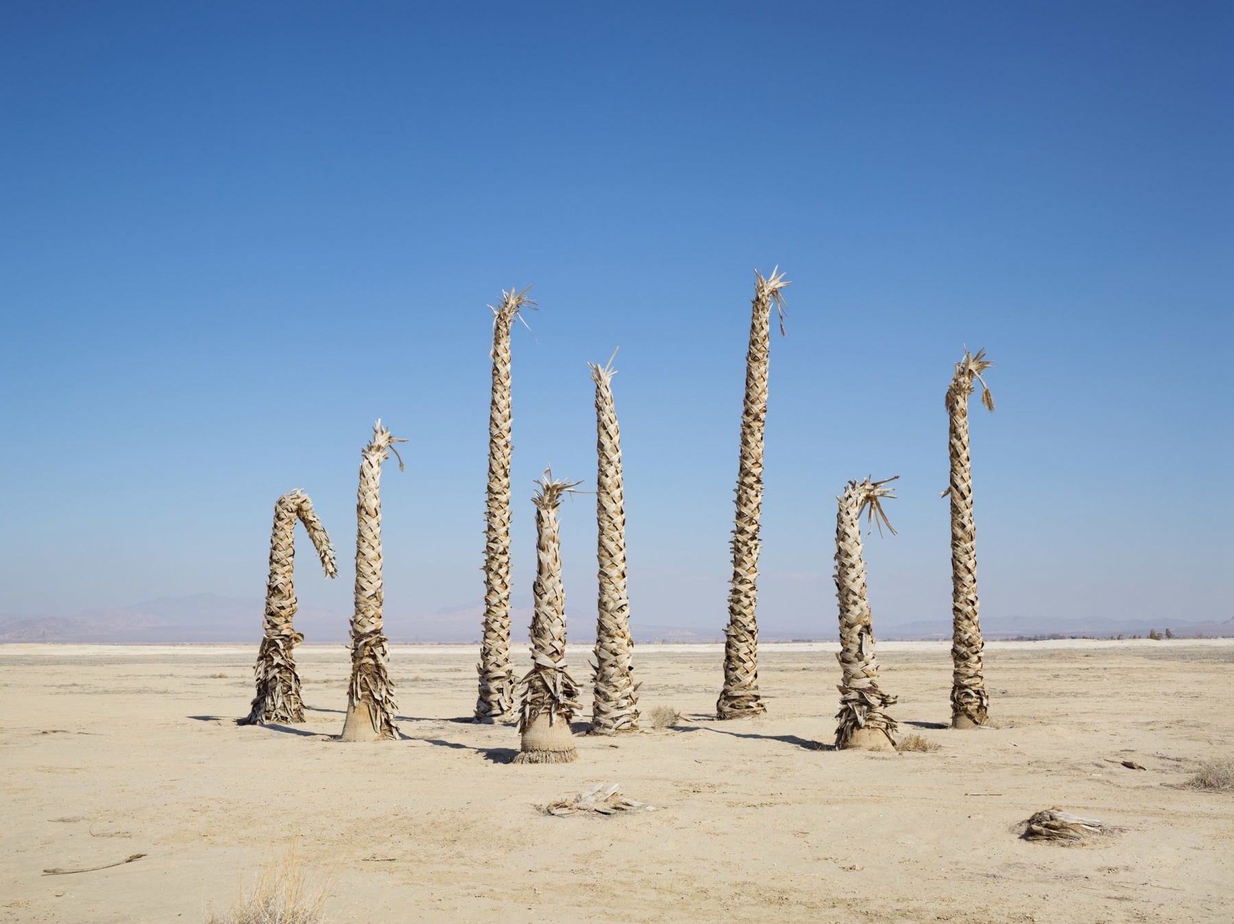 LUCAS FOGLIAPalm Trees without Water, California, 2014

