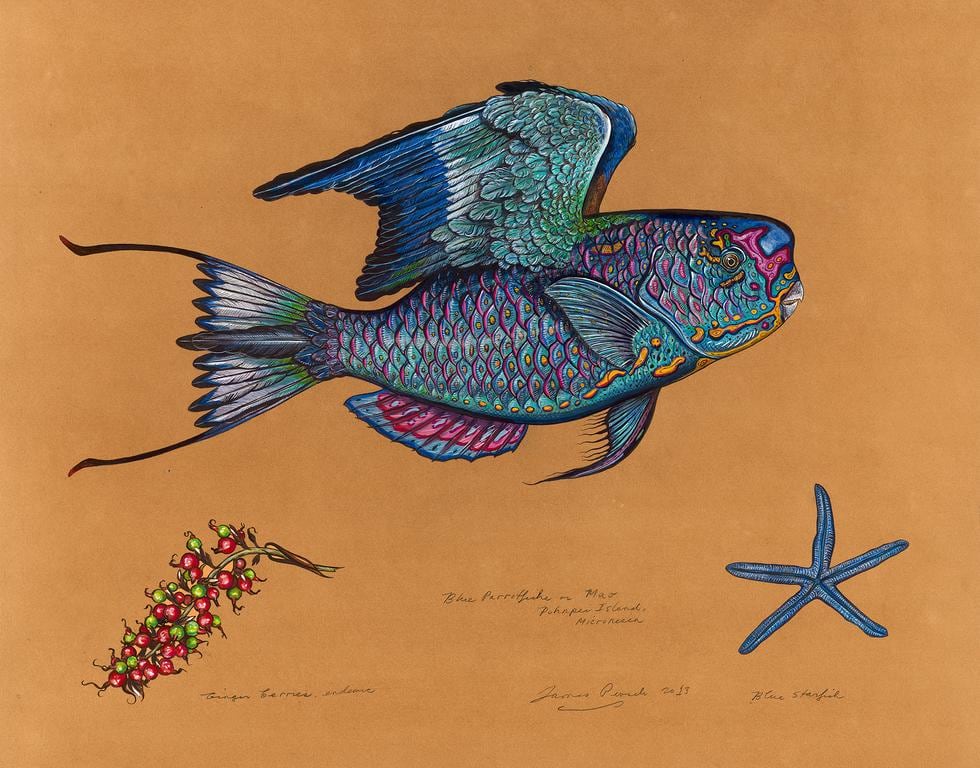 Blue Parrotfishe, 2013, Watercolor and Mixed Media on Tea-stained Paper, 27 x 30 inches&nbsp;