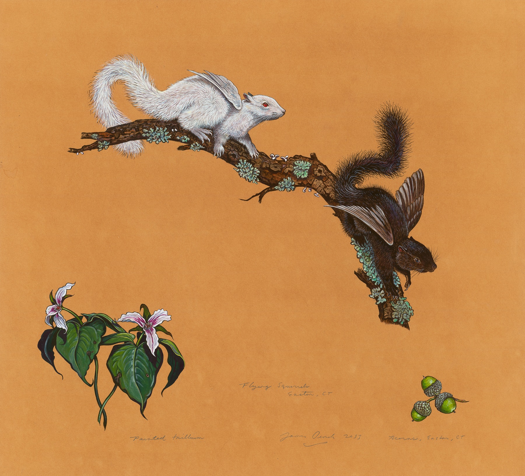 Flying Squirrels, 2013, Watercolor, gouache, colored pencil, and powdered mica on tea-stained paper, 27 3/4 x 30 inches