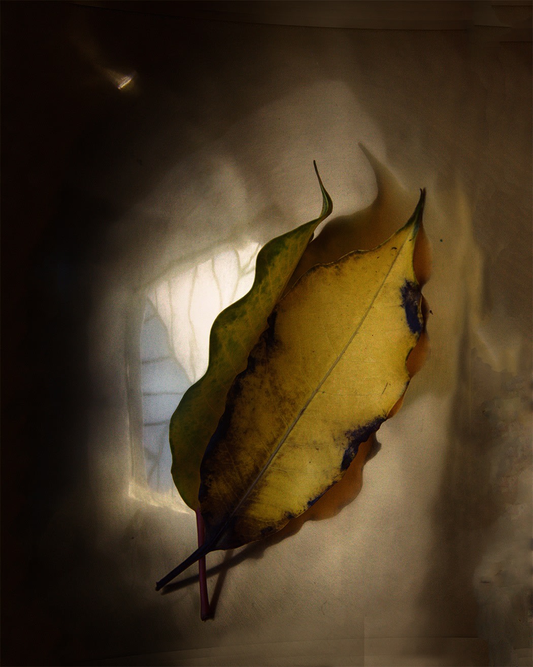 Attachments # 3    from LEAVES series A 2015
