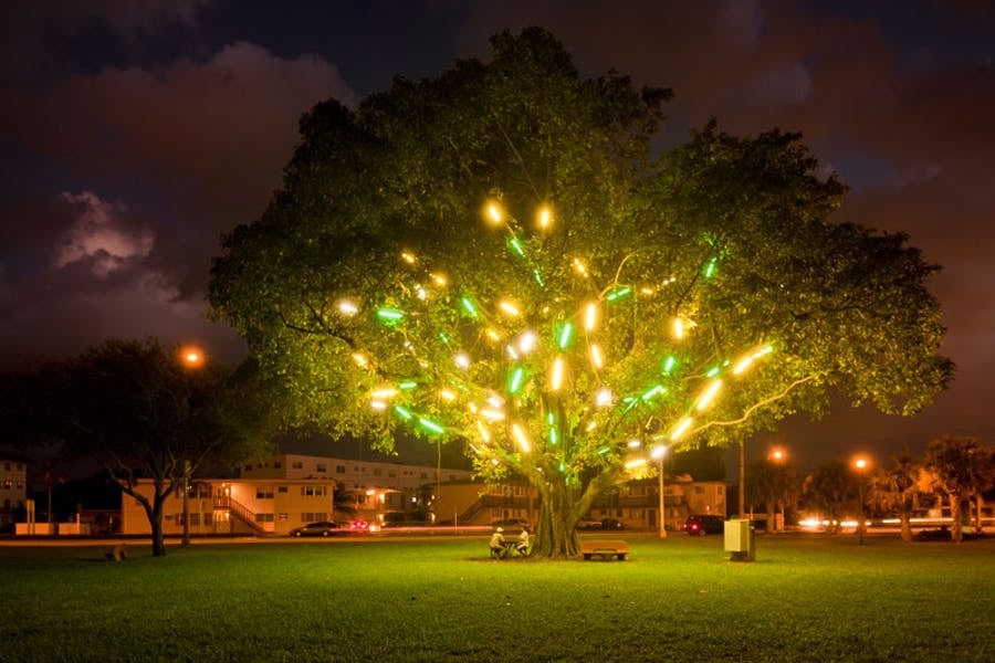 Neon light installation in a tree, picture taken at night