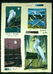 Snowy Egret - Ibis Roost