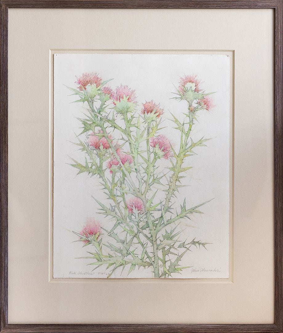 John Alexander Pink Thistles, 2021