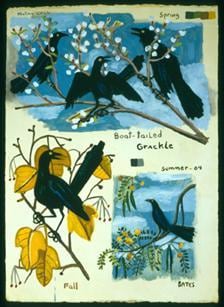 Boat-tailed Grackles 2004