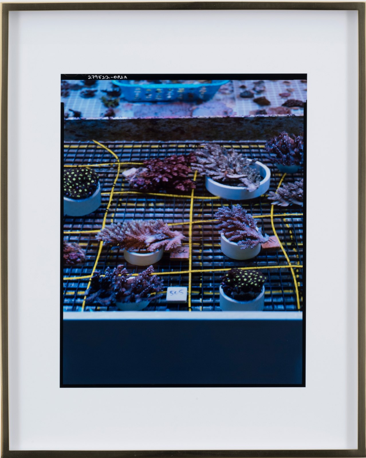 Elad Lassry, Untitled (Corals Grid), 2018