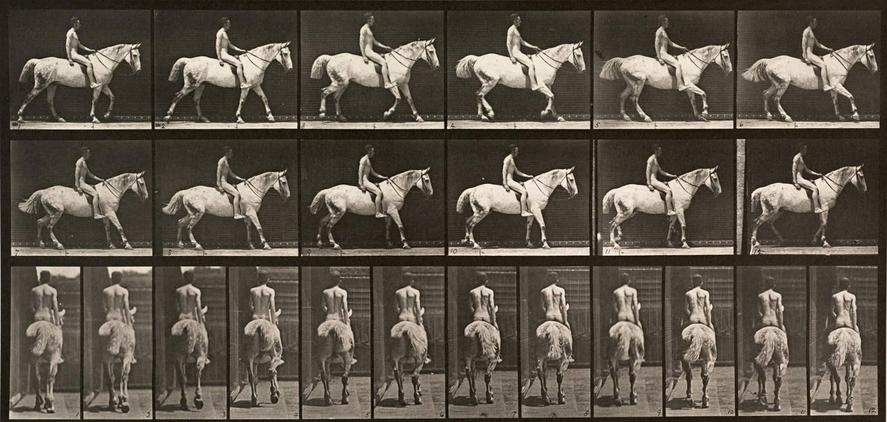 Sequence of black and white photos showing the movements of a horse walking with a nude man riding on its saddle