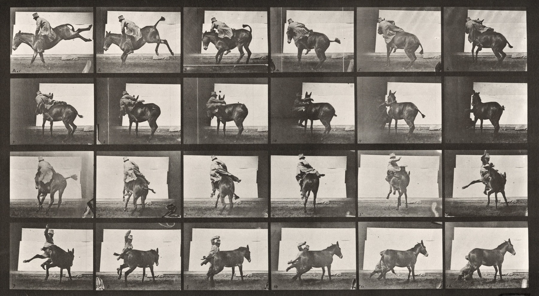 Sequence of black and white photos showing the movements of a man trying to ride a mule, and falling off onto the ground