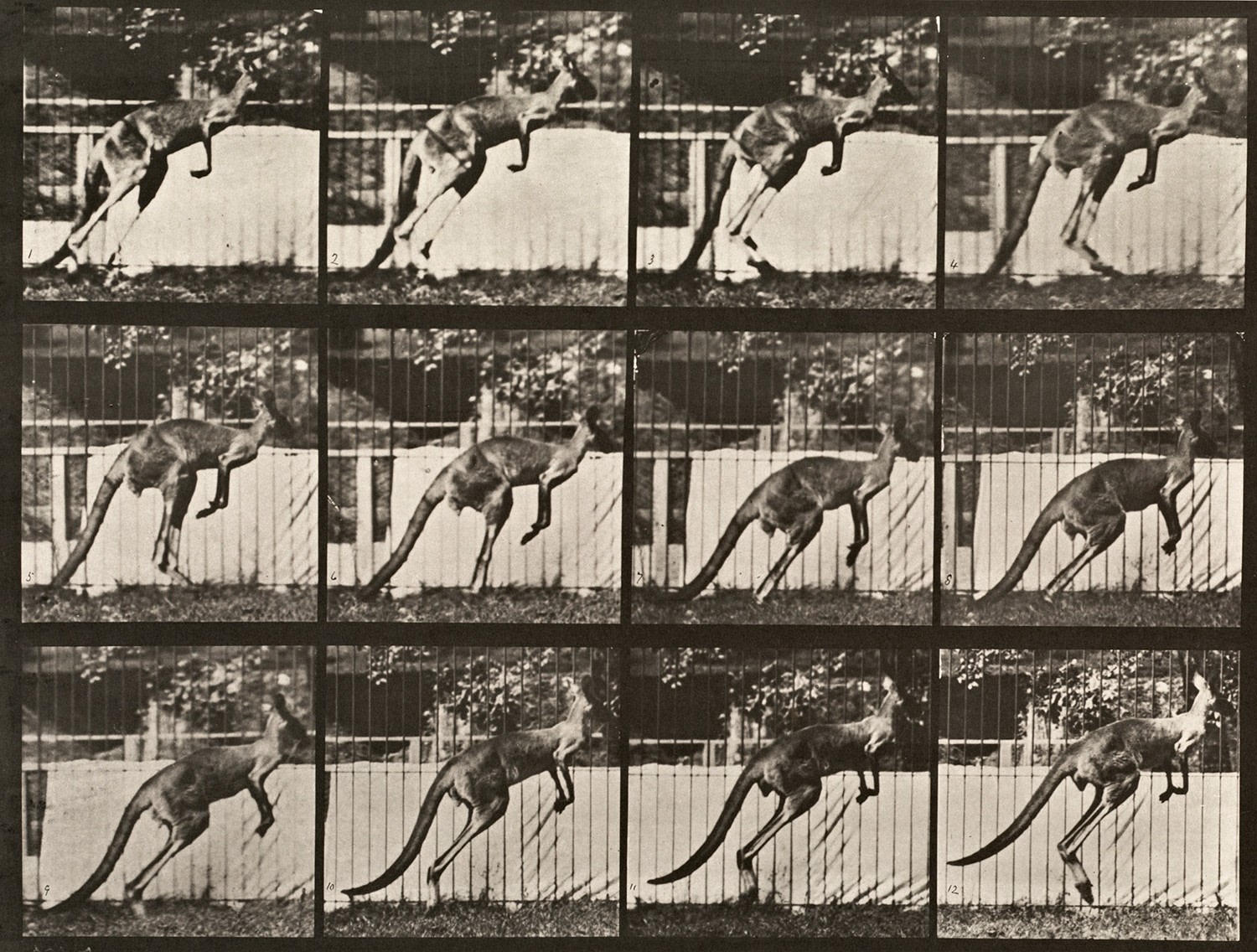Sequence of black and white photos showing the movements of a kangaroo jumping