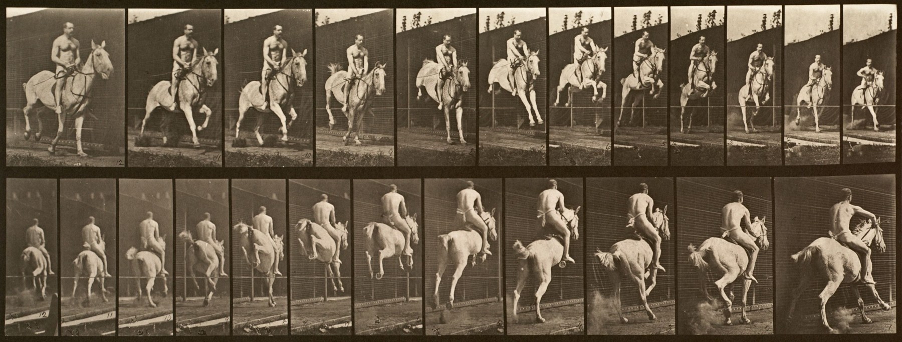 Sequence of black and white photos showing the movements of a horse and nude male rider jumping a hurdle