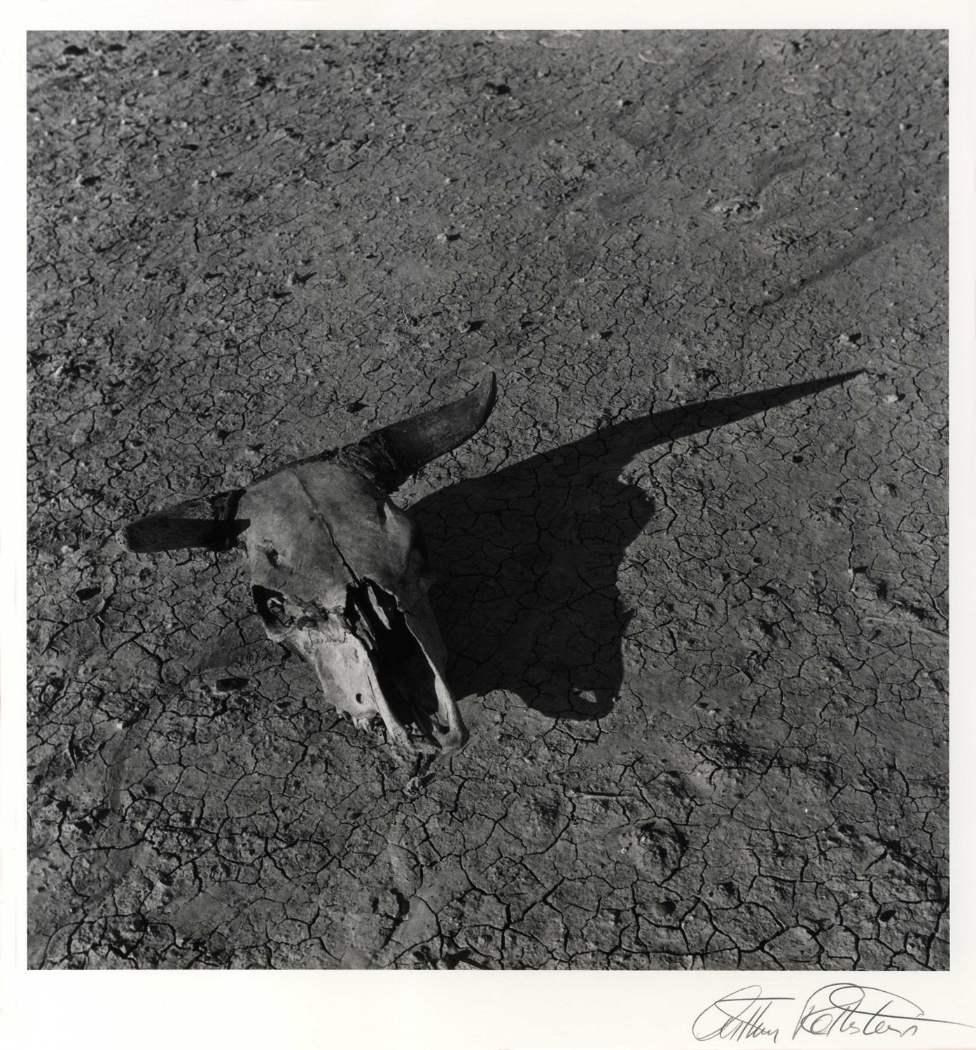 Arthur Rothstein Skull, Badlands South Dakota, 1936