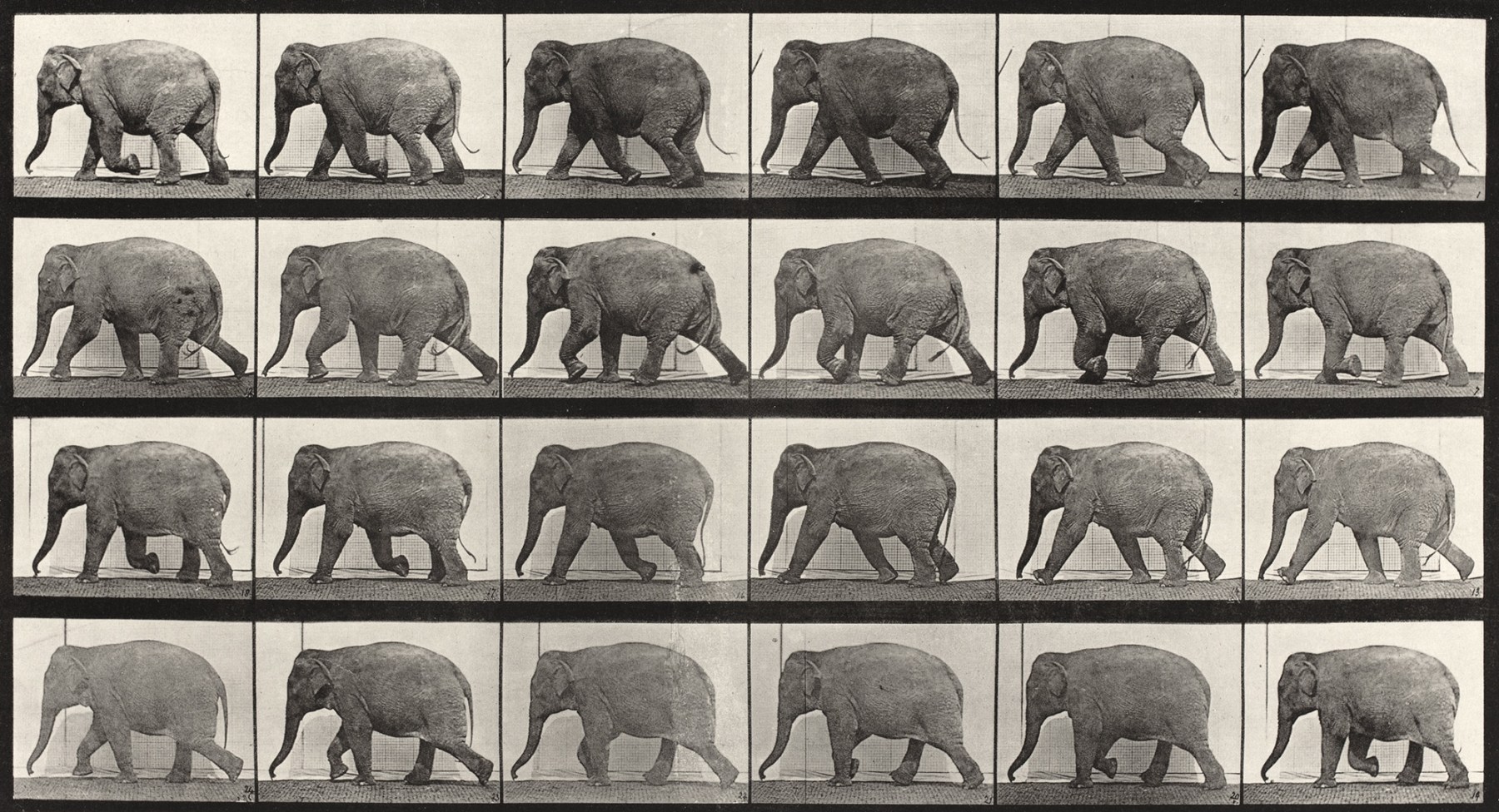 Sequence of black and white photos showing movements of a walking elephant.