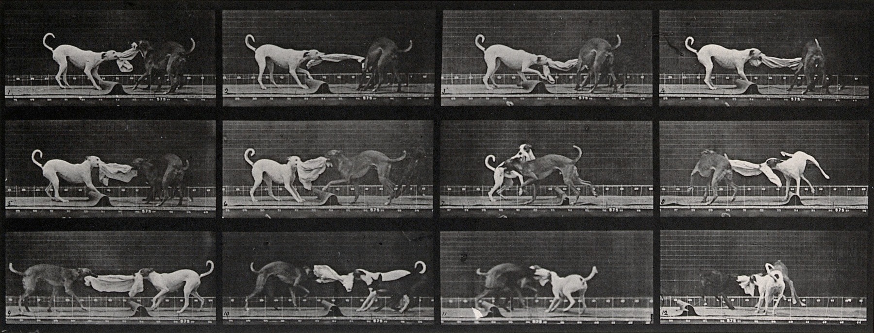 Sequence of black and white photos showing the movements of three dogs tugging on a towel