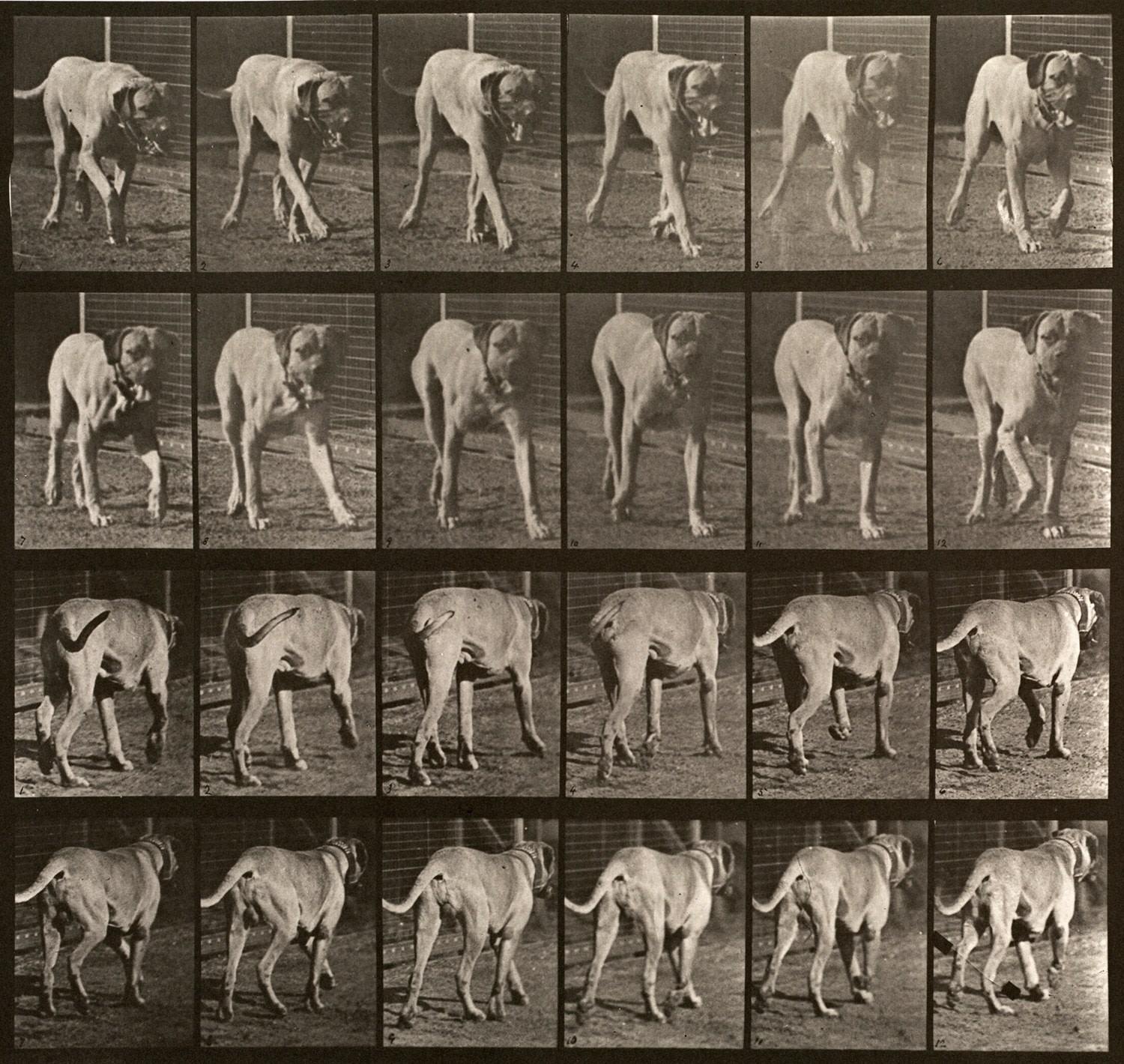 Sequence of black and white photos showing the movements of a walking mastiff dog