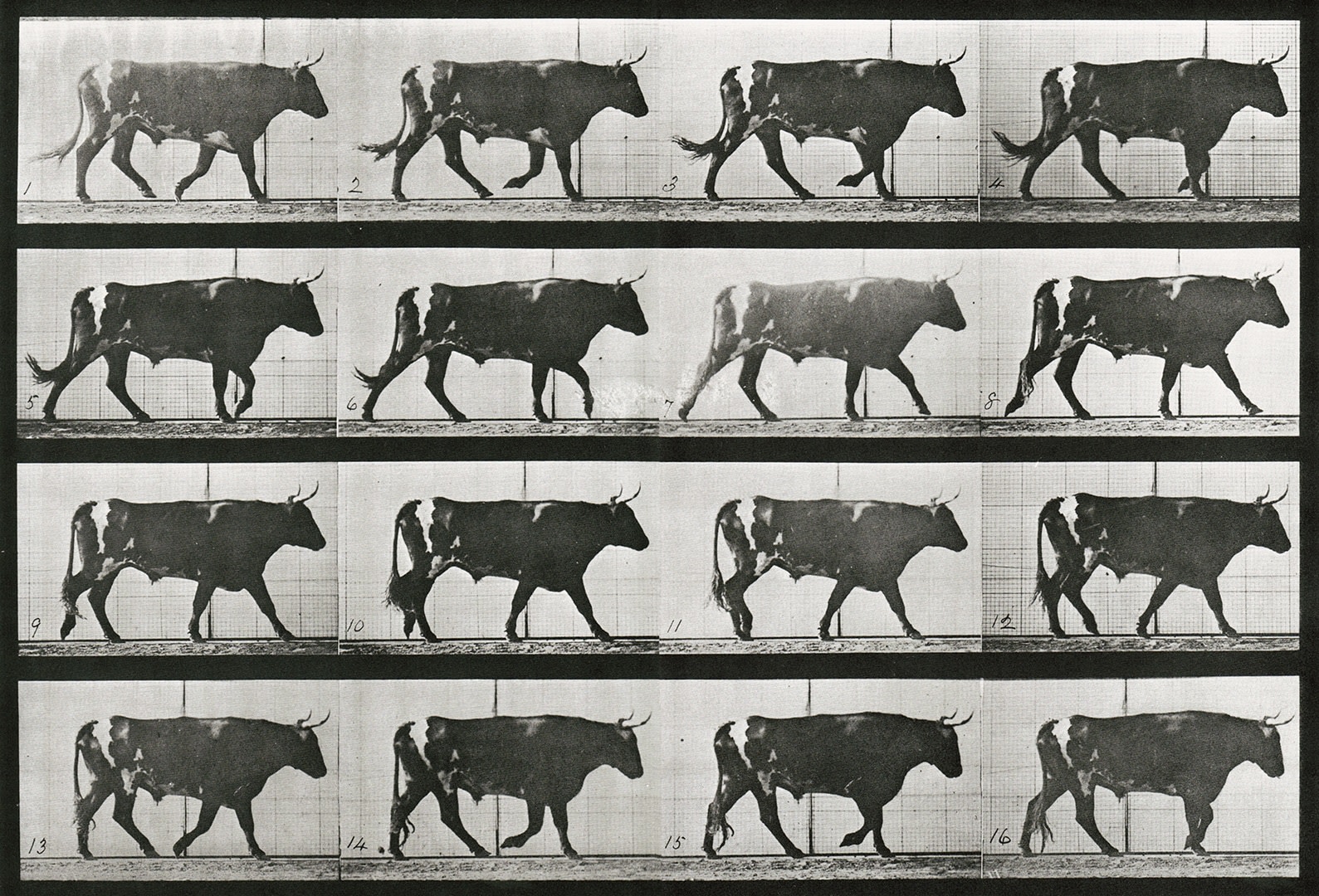 Sequence of black and white photos showing the movements of a walking ox