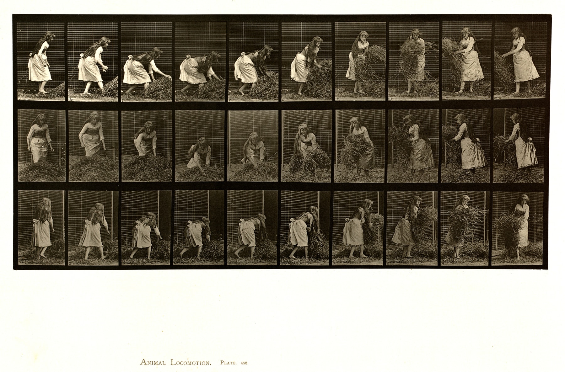 Sequence of black and white photos showing the movements of a man lifting handfuls of hay and putting them down