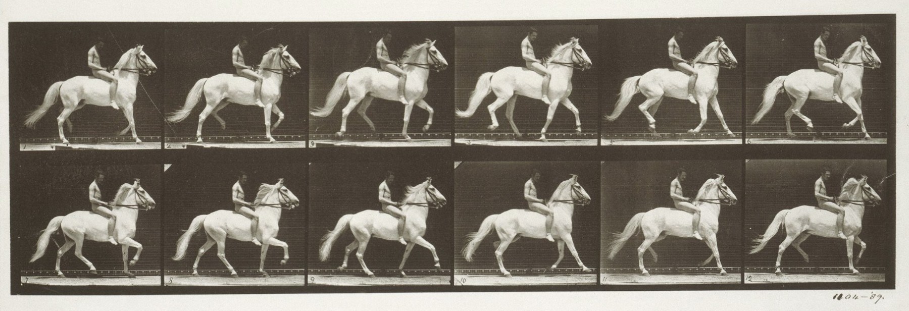 Sequence of black and white photos showing the movements of a trotting horse with a nude man riding bareback