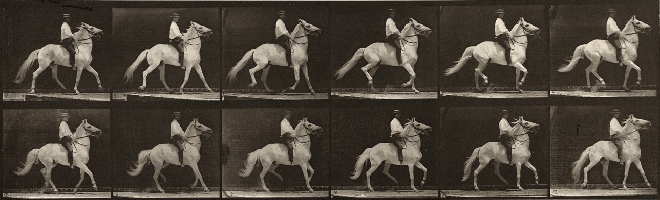 Sequence of black and white photos showing the movements of a horse trotting with a bareback rider