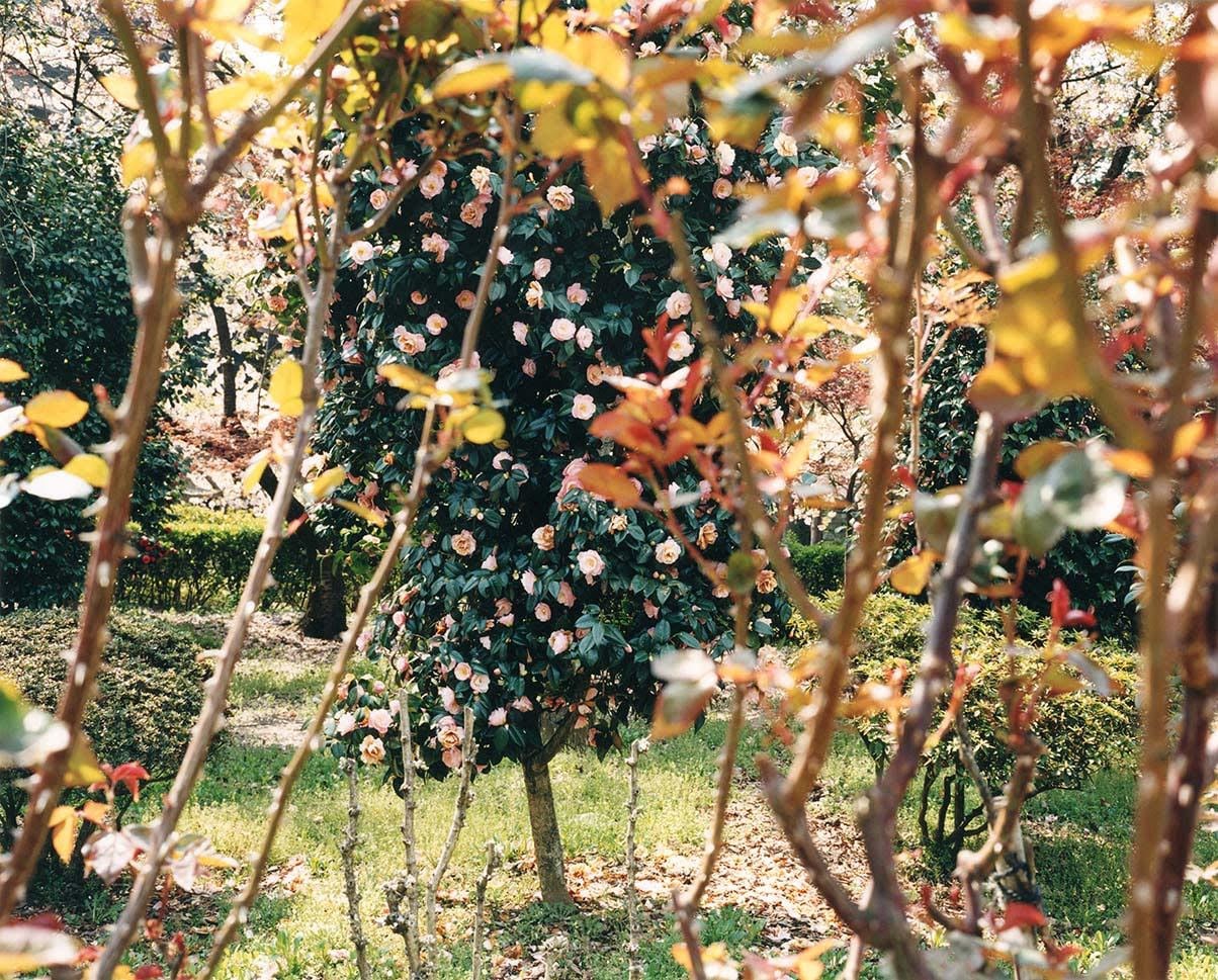 Color photograph of a flowering rose bush with branches in foreground.