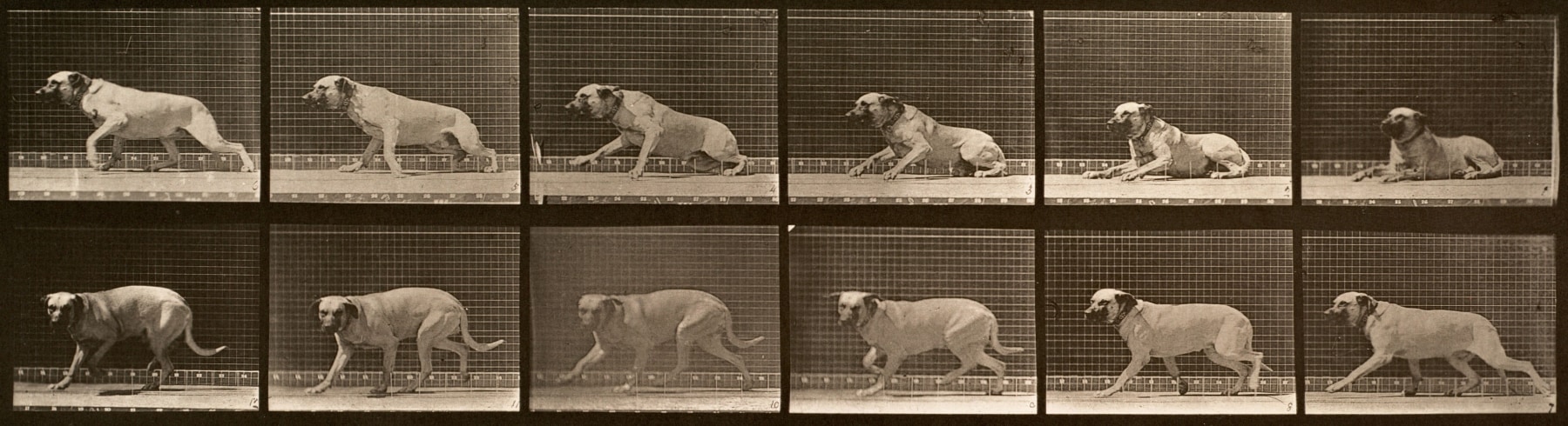 Sequence of black and white photos showing the movements of a mastiff dog getting off the ground