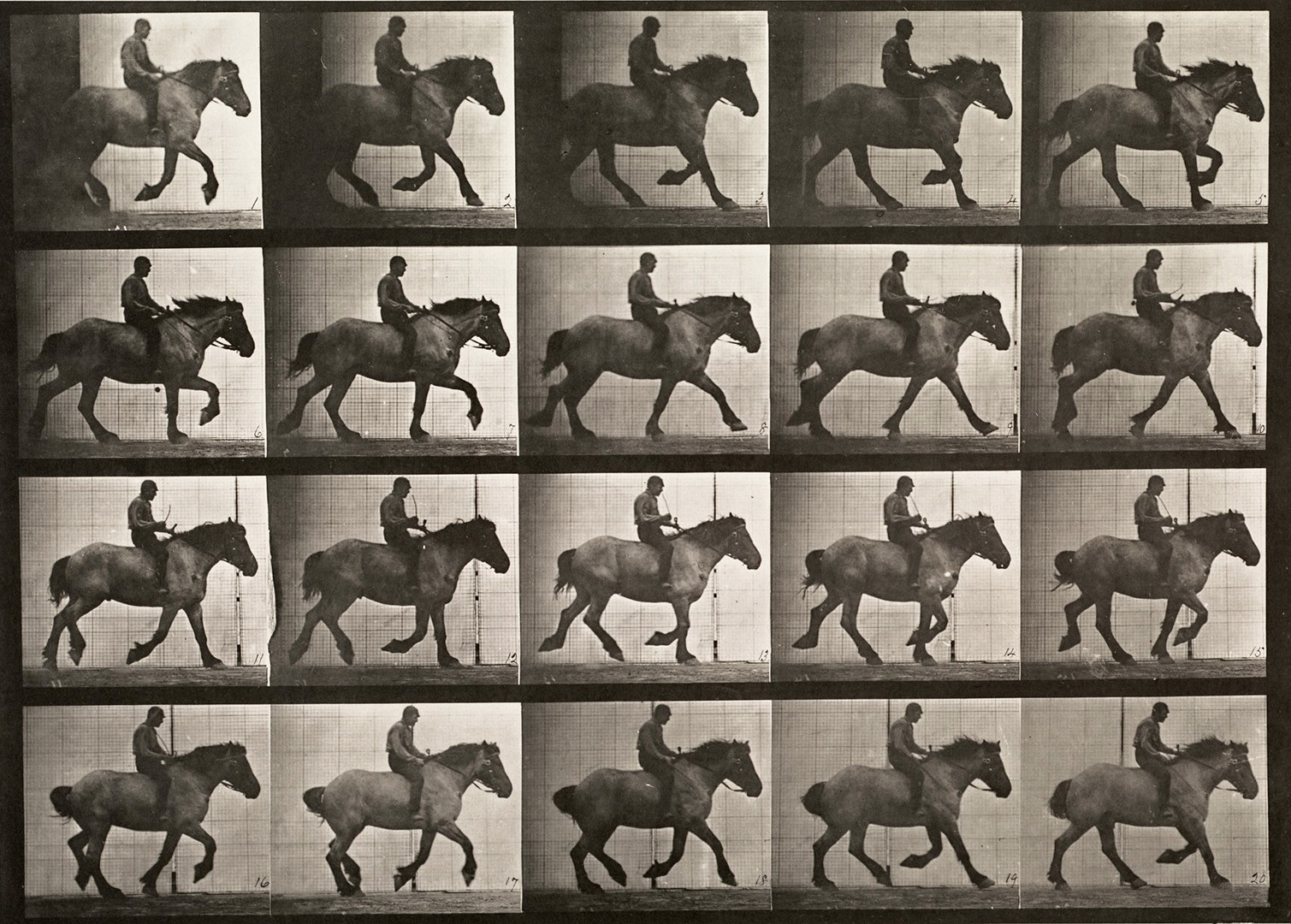 Sequence of black and white photos showing the movements of a large walking horse with a rider