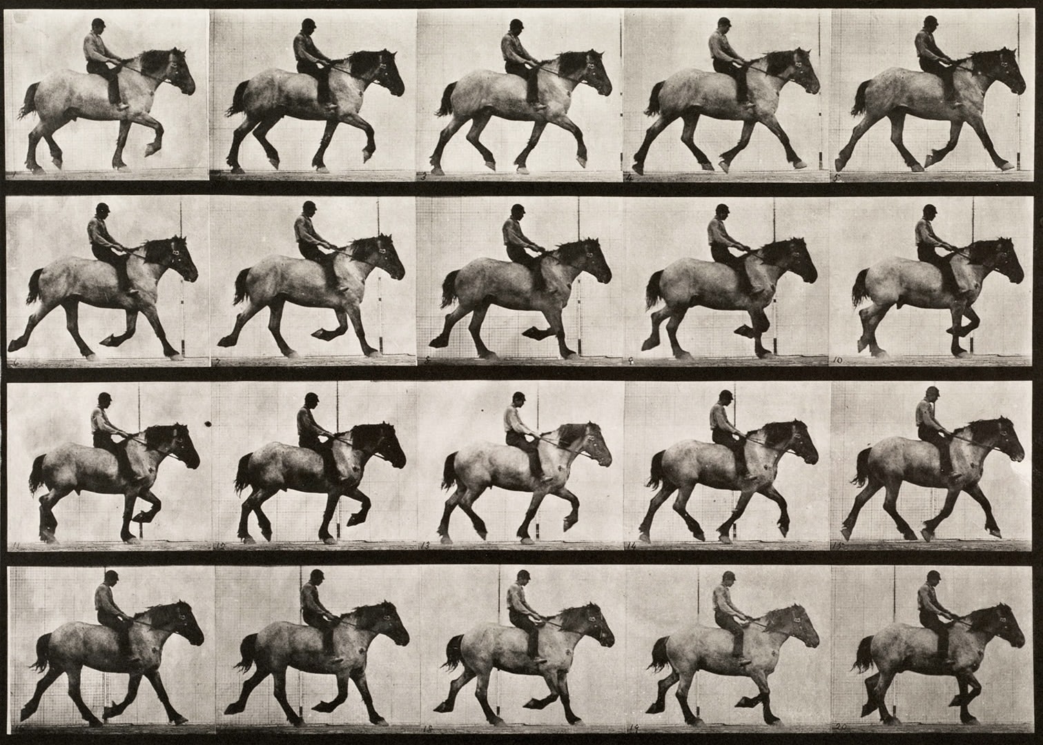 Sequence of black and white photos showing the movements of a large walking horse with a rider