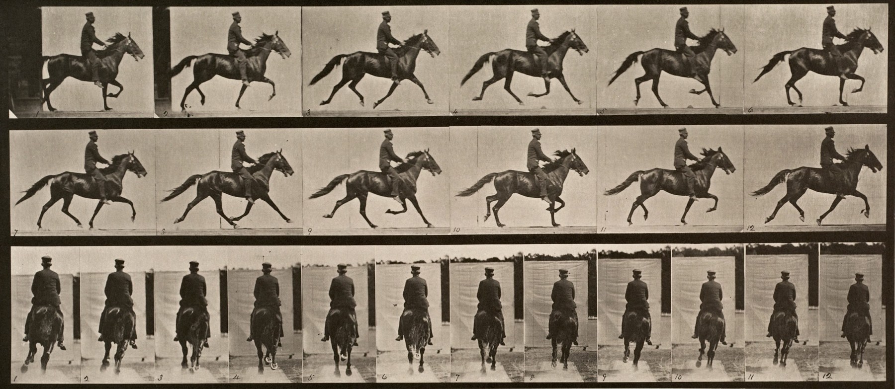 Sequence of black and white photos showing the movements of a trotting horse with a rider