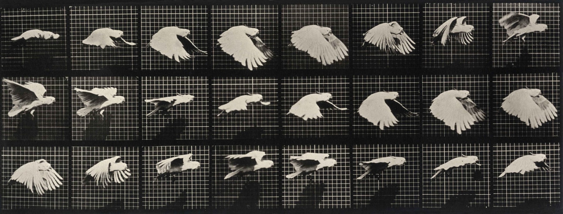 Sequence of black and white photos showing the movements of a cockatoo in flight