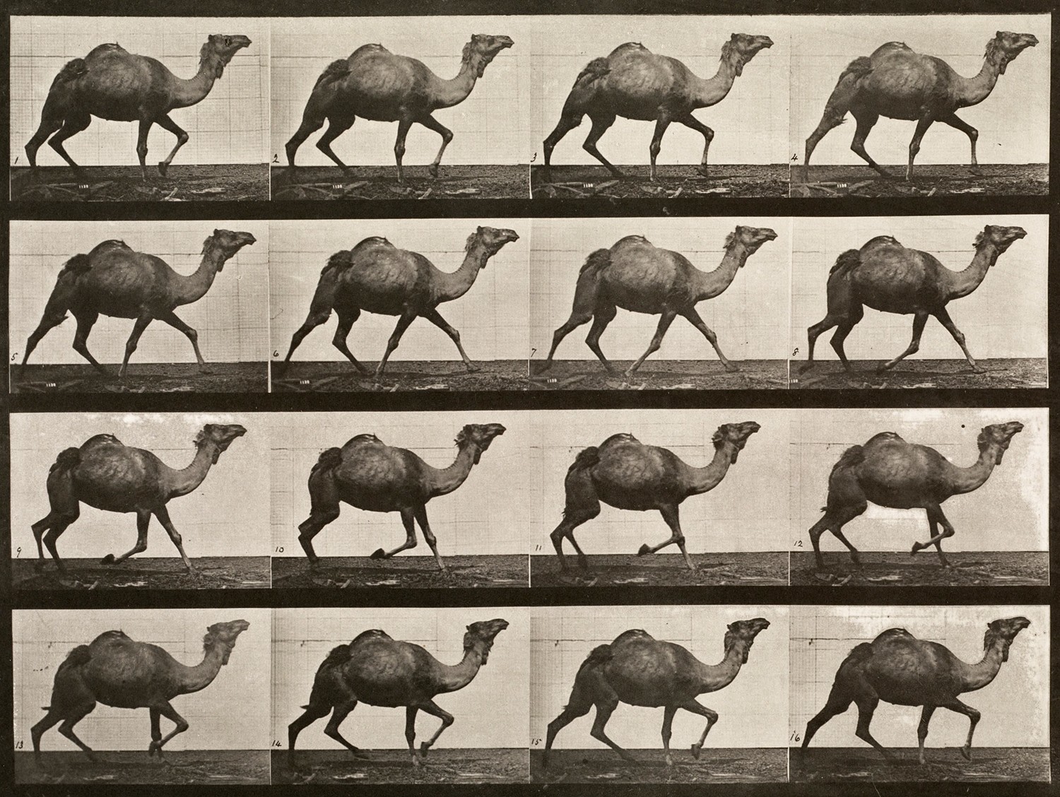 Sequence of black and white photos showing the movements of a walking camel