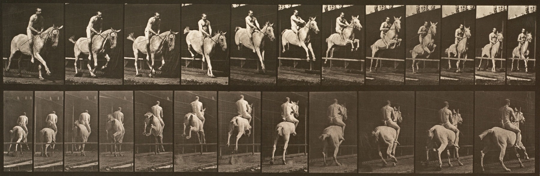 Sequence of black and white photos showing the movements of a  horse and rider jumping a hurdle
