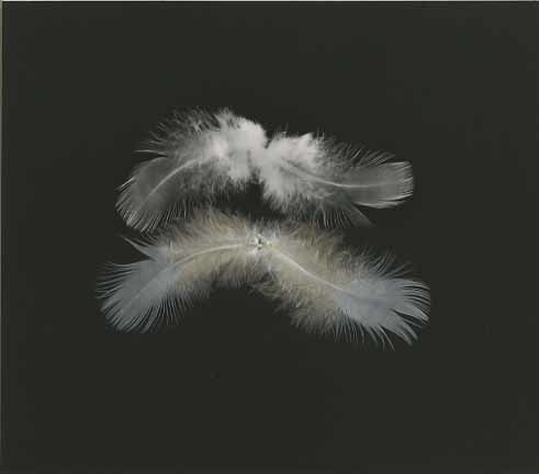 Kenneth Josephson, Feather #3, 1969. Gelatin silver photograph with feather collage on mount. c. 1974 print numbered 2 on the mount, 4 1/2 x 5 1/8 inches.