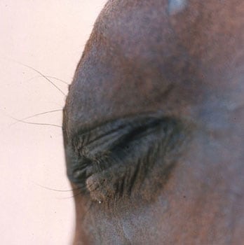 Horse&#039;s Eye #14