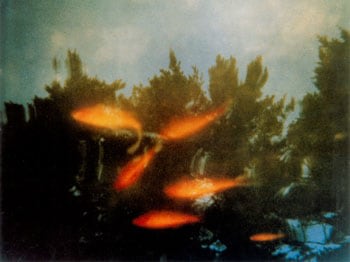 Goldfish From the Water Dreams Series