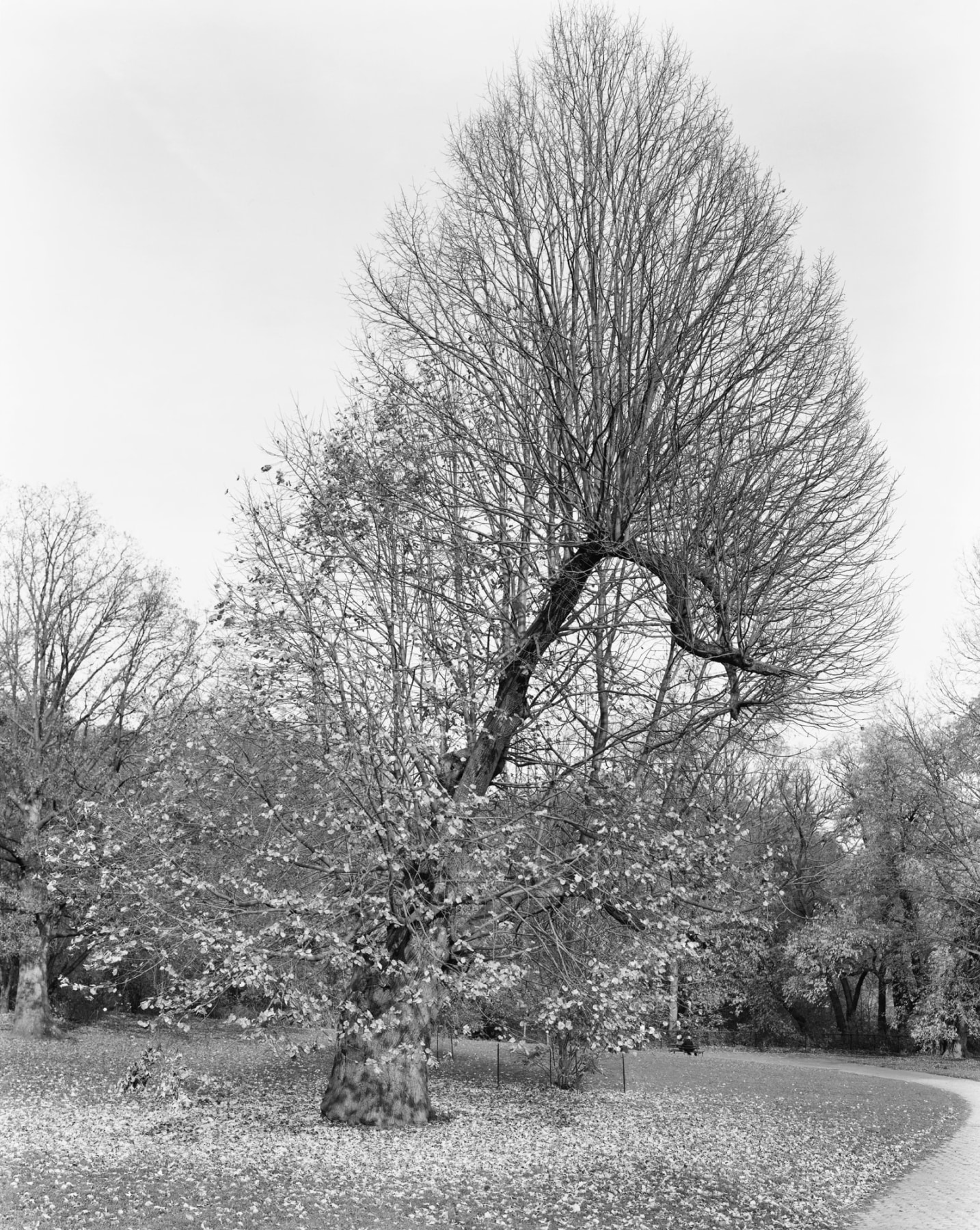 Silver Linden, Prospect Park, Brooklyn, from the series New York Arbor, 2011. Gelatin silver print, 40 x 30 or 68 x 54 inches.&nbsp;