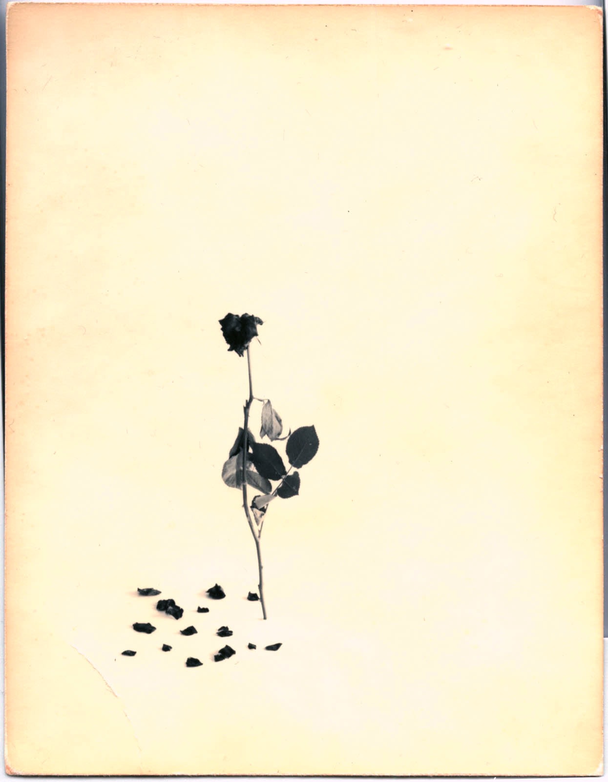 Masao Yamamoto,&nbsp;Untitled #44&nbsp;from the series&nbsp;A Box of Ku. Hand-toned gelatin silver print with paint,, 5 1/4 x 4 1/4 inches.&nbsp;