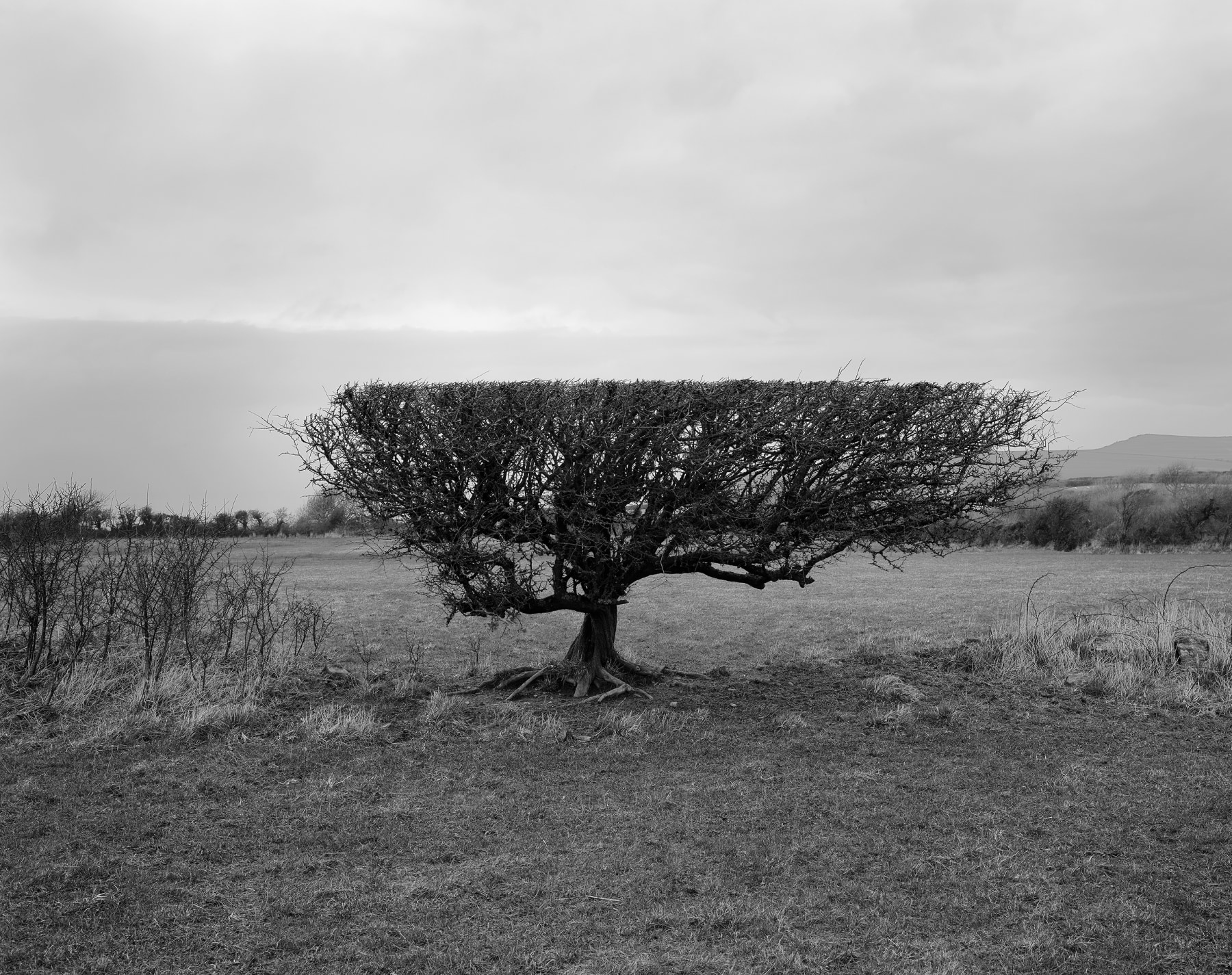 Flailed Hawthorn, Pembrokeshire, Wales,&nbsp;2020. Archival pigment print, 55 x 46 inches.&nbsp;