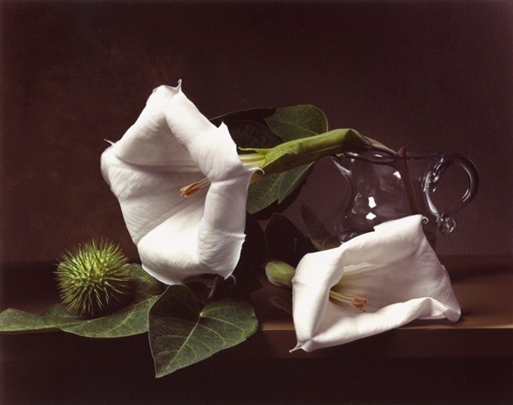 Photograph by Sharon Core titled Early American, Jimson Weed of two large white flowers arranged in the style of a classical painting