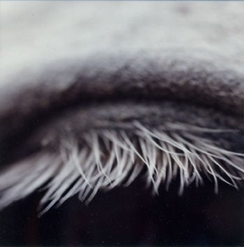 Susan Unterberg, Untitled #5 from the Horse&#039;s Eyes Series, 1998, 4 x 4 inch chromogenic print on Fujiflex paper, Signed on verso, Edition of 8