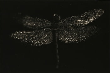 &quot;Untitled #1591,&quot; 2010, Gelatin Silver print, 6.25 x 9.5 inches, ed. of 20