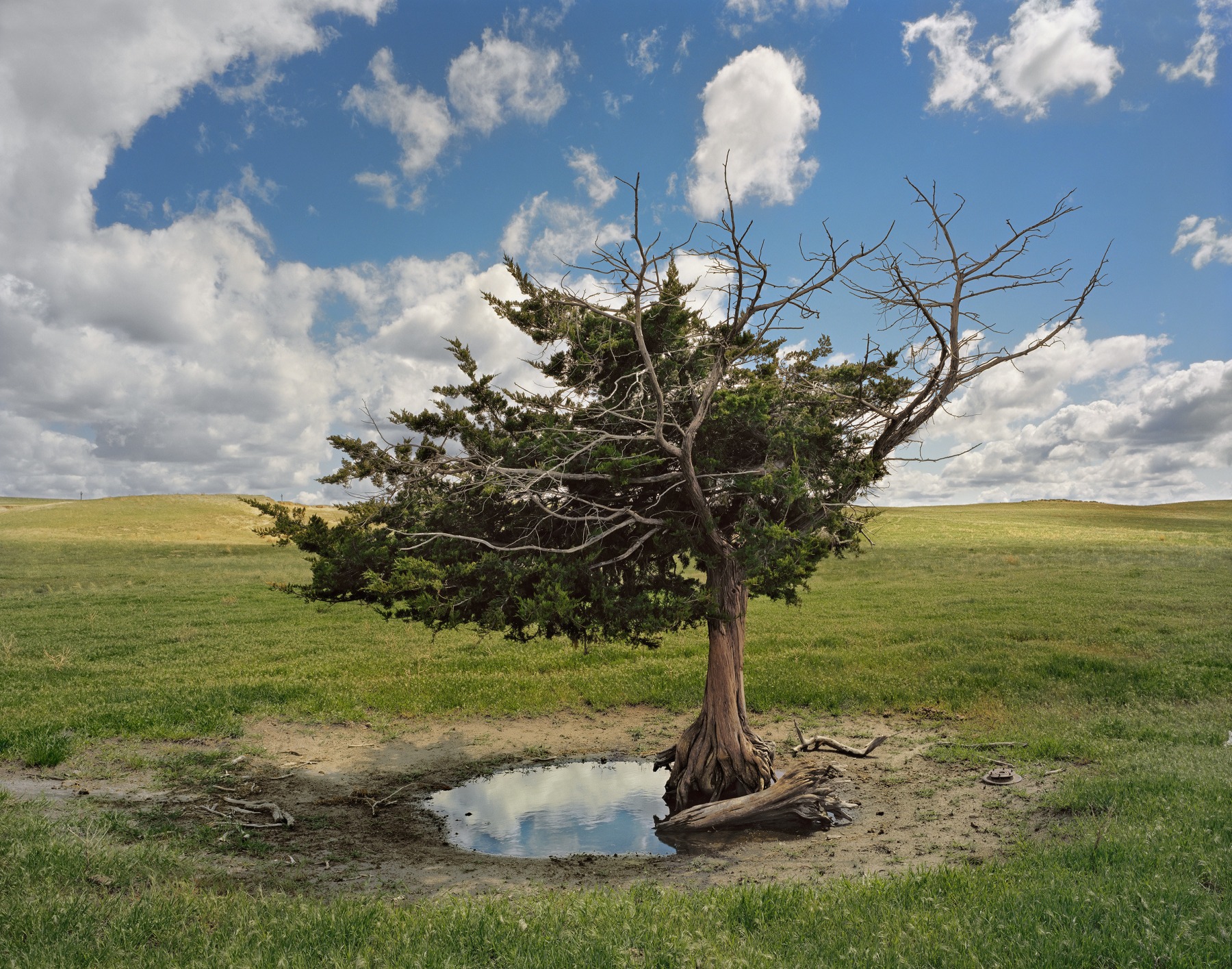Homesteaders Tree, Cherry County, 2011.From the series Dirt Meridian.&nbsp;Archival pigment print.