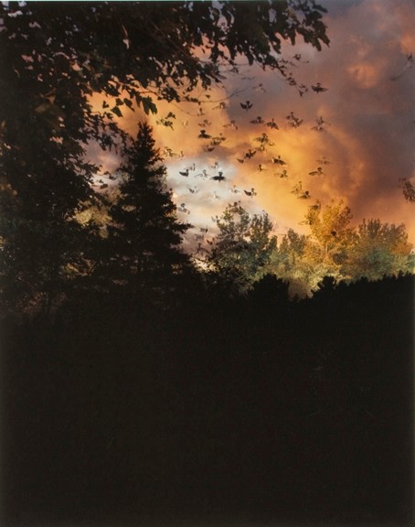 Field at Dusk #2, from the series Wildlife Analysis, 2008,&nbsp;20 x 16 or 24 x 20 inch chromogenic print