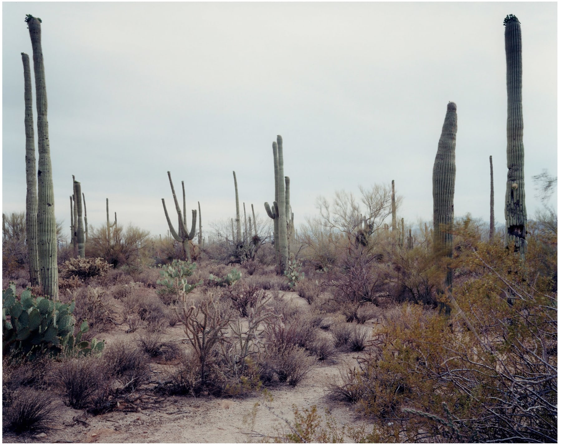 Cactus 1, Dying Forests, Arizona,&nbsp;2002. Archival pigment print, 50 x 60 inches.&nbsp;, &nbsp;