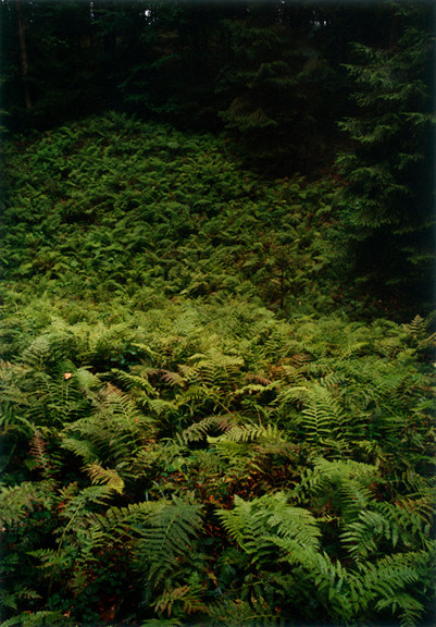 Forest #17, Untitled (Walking Fern),&nbsp;2003, 24 x 20 inch&nbsp;chromogenic print