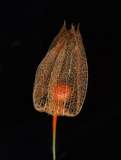 Flowers #4, Untitled (Lampi),&nbsp;2009, 9&nbsp;x 7 inch chromogenic print