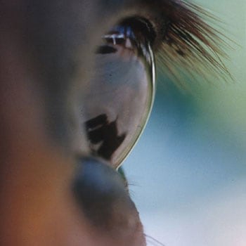 Horse&#039;s Eye #8