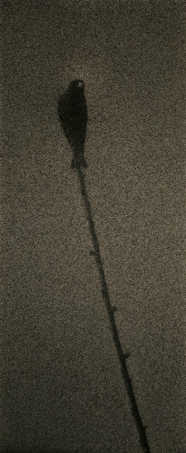 Yamamoto Masao,&nbsp;Untitled #1601, 2010,&nbsp;from the series&nbsp;Kawa=Flow. Gelatin silver print with mixed media, 11 1/4 x 4 3/4 inches.