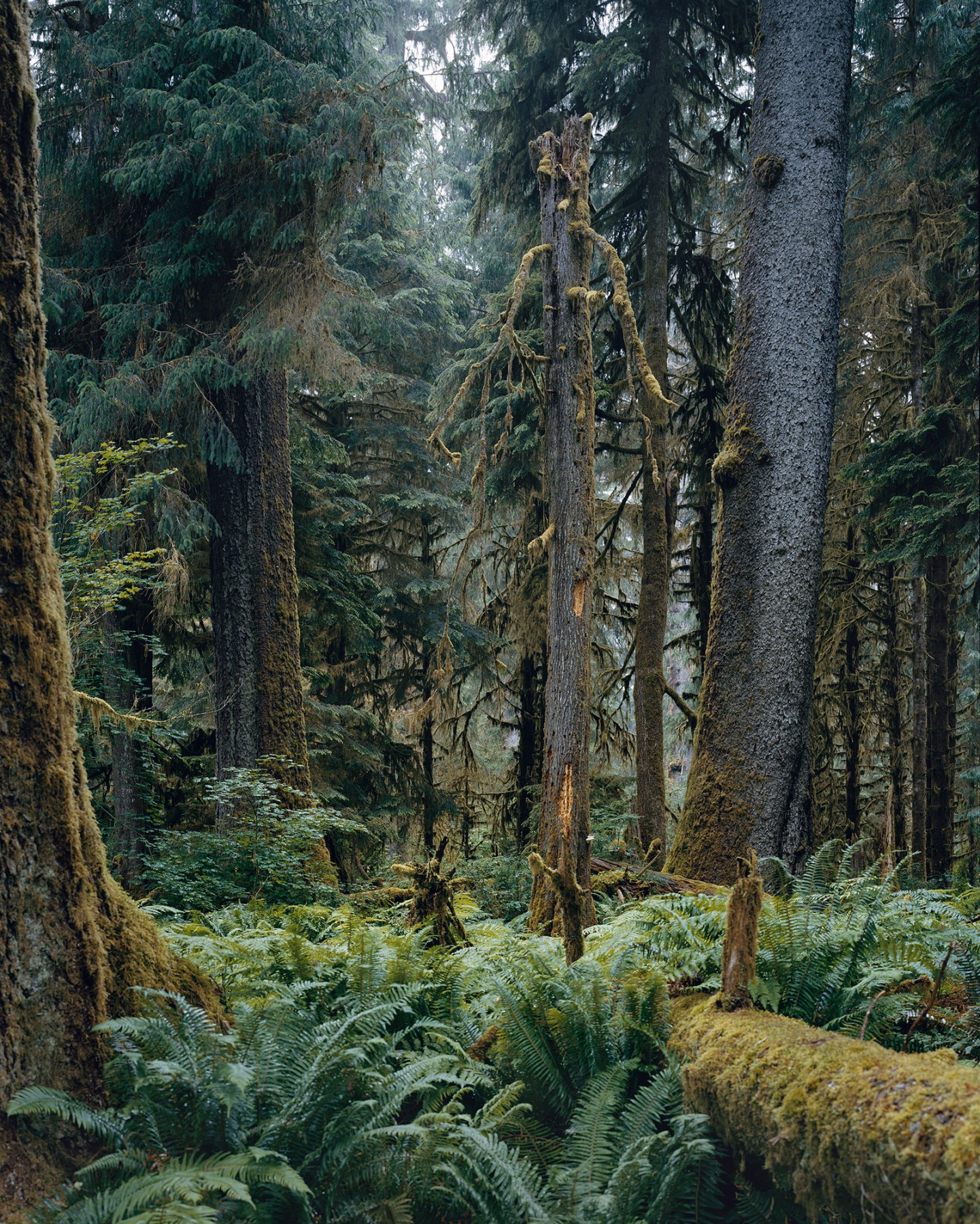 Hoh Rain Forest, Olympic National Park, Washington V, 2017. Chromogenic print.