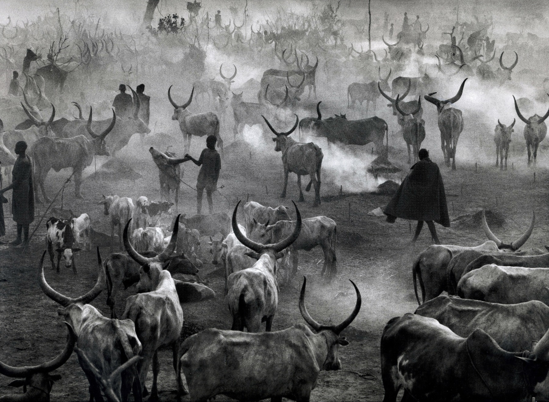 Dinka cattle camp of Amak, Southern Sudan, from the series Genesis, 2006. 16 x 20, 20 x 24, 24 x 35, 36 x 50 or 50 x 68 inch gelatin silver print