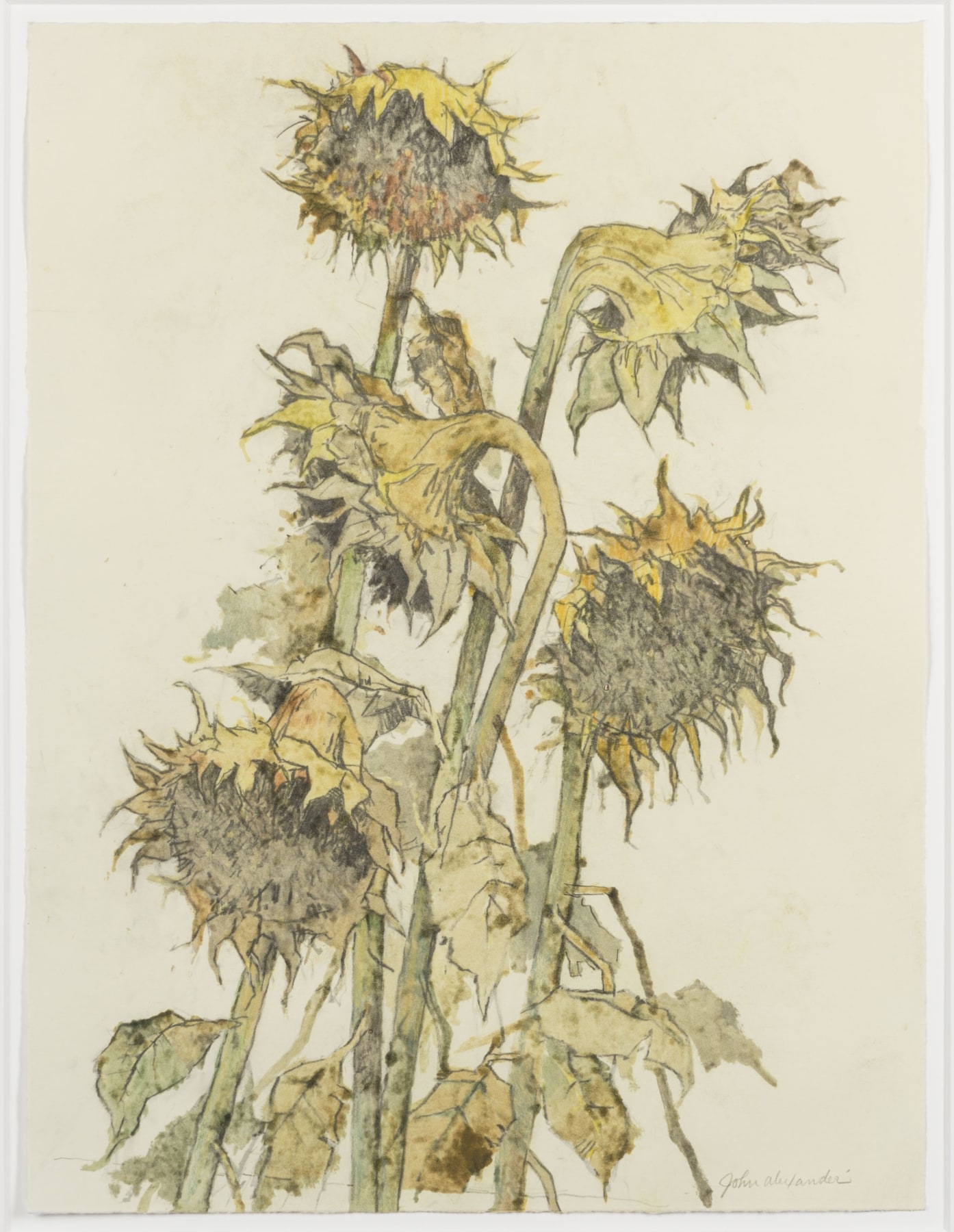John Alexander  Sunflowers, Light Autumn, 2012  monotype from steel and aluminum plates with hand-coloring  Framed: 31 x 25.25 inches  Paper: 23 x 17.75 inches  Inquire